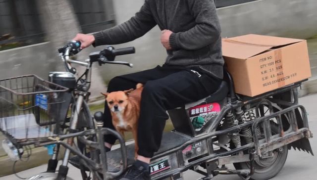 在城市逻辑的运作下，何处才是动物的容身之所？