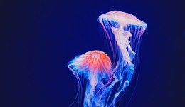 是无从逃离的桎梏，是照见自我的道路：谁是“有毒的母亲”？