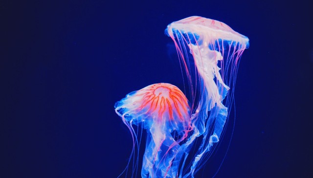 是无从逃离的桎梏，是照见自我的道路：谁是“有毒的母亲”？