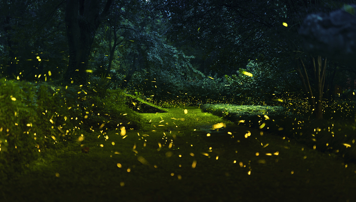 国家林草局提醒美国白蛾扩散形势严峻，“防早防小”是关键