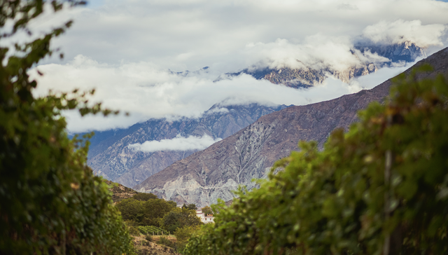 首款中国酿造奔富葡萄酒将于下半年面世