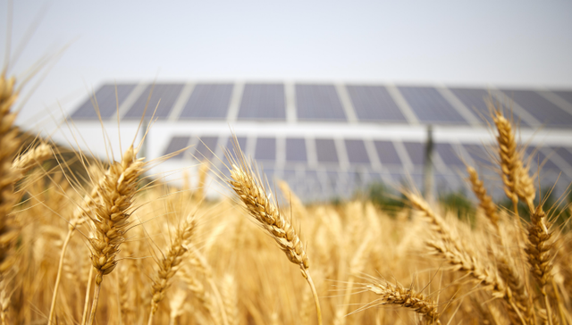 为建光伏电站毁百亩麦地？特变电工河北子公司被立案调查