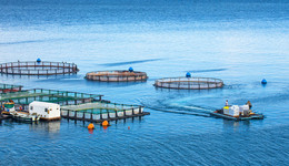 数据“打架”负债居高不下，三文鱼龙头佳沃食品资金会断吗？