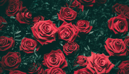 520，美團(tuán)鮮花即時送達(dá)，為啥還要“花點(diǎn)時間”？