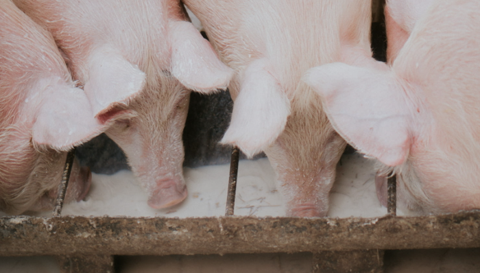 猪肉价格,猪周期,监管,流动性风险