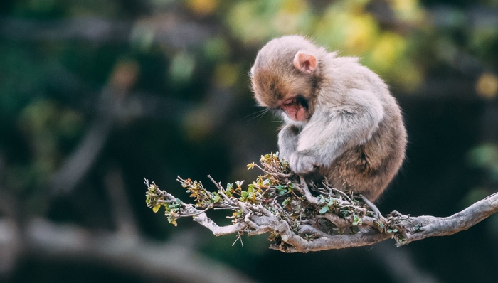 实验,猴子,医疗,投资,小白鼠