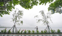 編輯部聊天室｜西湖柳樹不是綠化工具，正如自然不是城市附庸