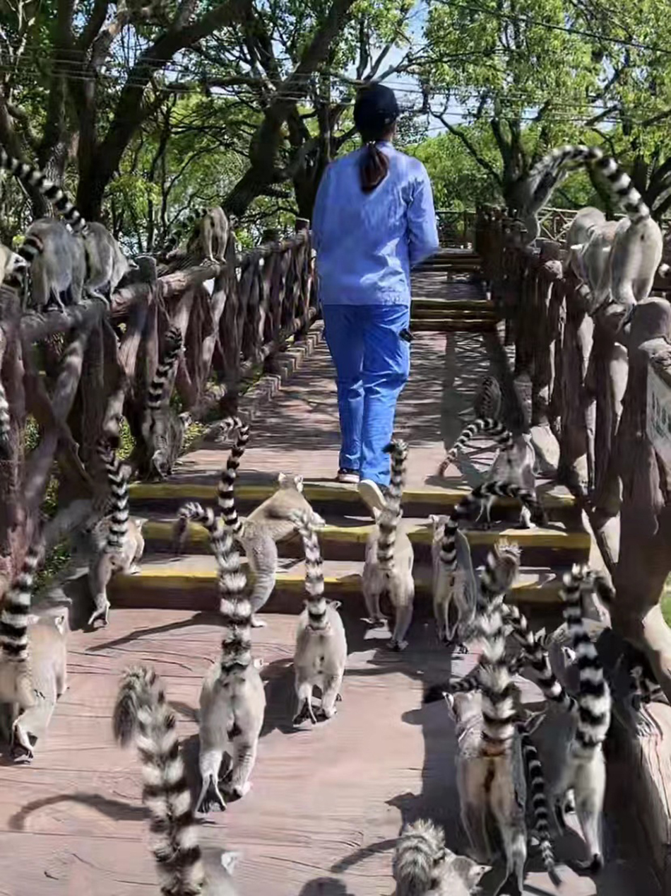 环尾狐猴跟着饲养员，想吃上食物。
