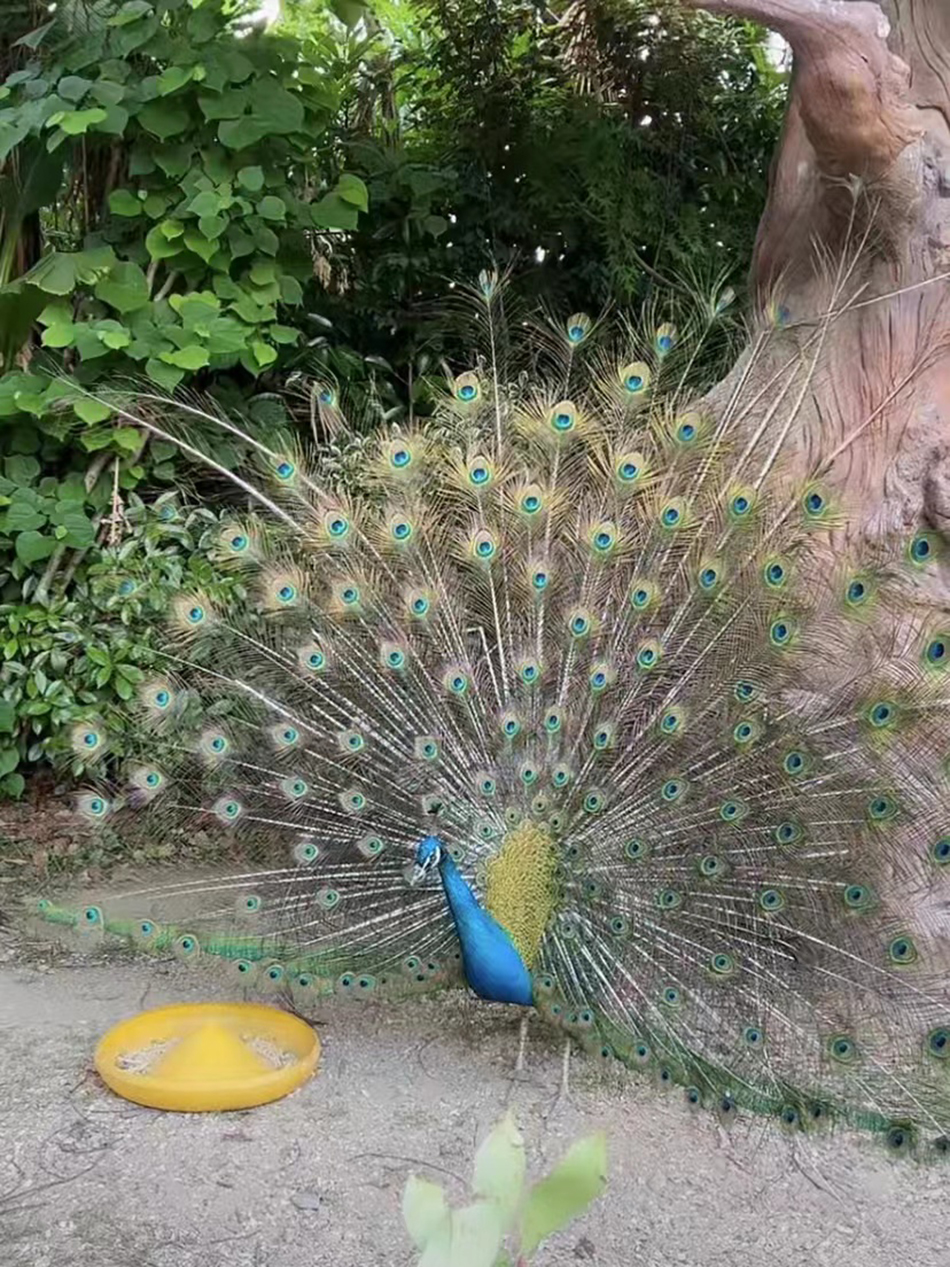 直播偶遇孔雀开屏。