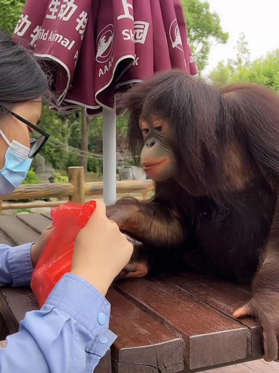 红猩猩“小葡萄”期待袋子里的食物。