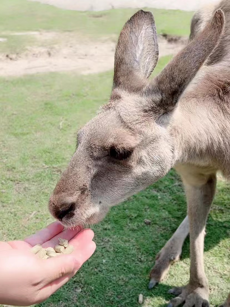 饲养员给袋鼠喂食。