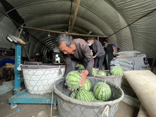 上海,疫情,西瓜,8424