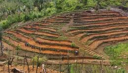 被困在马达加斯加的“香草之王”