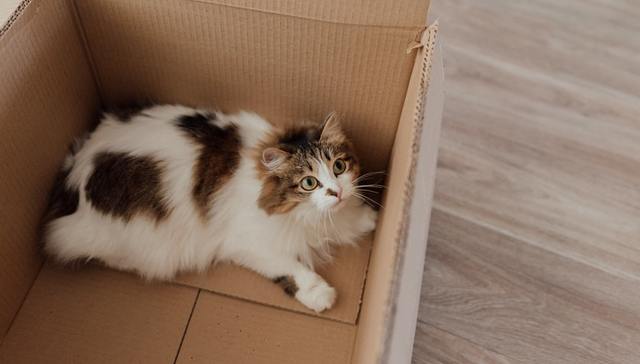 猫窝,陪伴经济,消费需求,市场规模