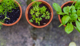 中國萬天控股“天臺種菜”夢如何成真？連虧三年業(yè)績指標(biāo)慘不忍睹