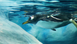 大连圣亚，卖企鹅比茅台还赚钱？