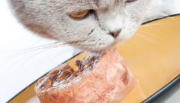 生骨肉風(fēng)起，但當(dāng)上二道販子的團(tuán)長(zhǎng)真的可信？