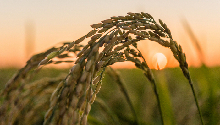 20多国实施粮食出口限制令，对中国影响多大？
