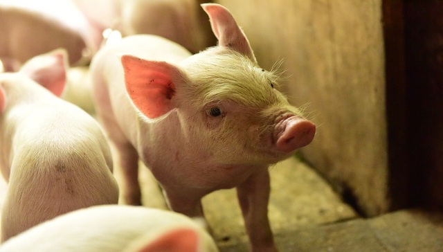 猪,生猪,猪肉,猪周期,牧原股份