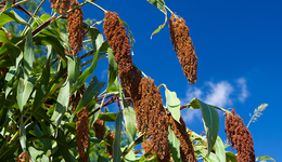 2块钱，就搅动了酱酒江湖？