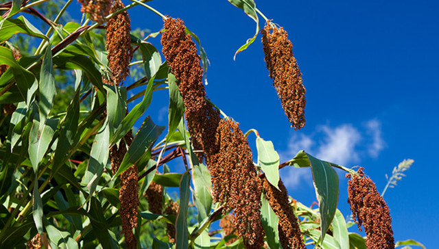 高粱,收购价格,茅台