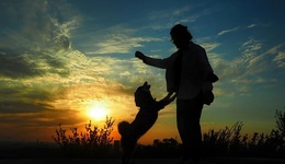 如果说人与狗相互驯化，人与自然也可以有更多可能 | 世界环境日