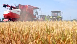 直通部委 | 全國夏糧主產(chǎn)區(qū)小麥?zhǔn)斋@近一半 教育部將嚴(yán)查就業(yè)統(tǒng)計弄虛作假行為