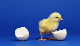 老乡鸡IPO：发展受地域限制，“中国好老板”人设崩塌？