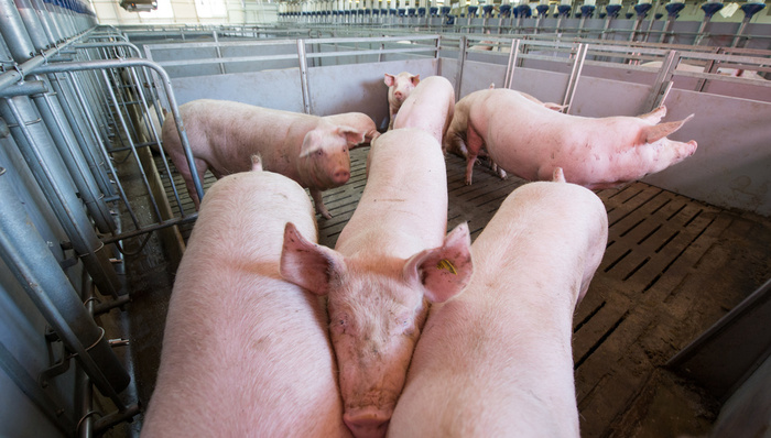 收储,出栏量,生猪养殖,猪价