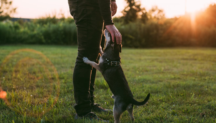 新希望集团,中爱科技,亏损