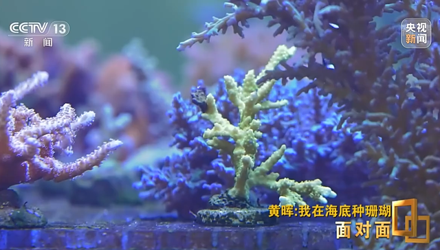 黄晖,出芽生殖,附着生物,造礁珊瑚,1986年,珊瑚礁,珊瑚岛礁,海底世界,珊瑚树,海底森林