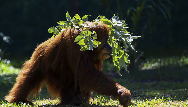景区就直播间饲养员用膝盖暴击猩猩致歉，涉事人员已被开除