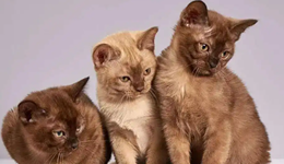 再融5億，又一家寵物食品代工廠沖擊上市