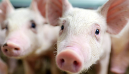 多股大涨连续反弹，新一轮猪周期启动？