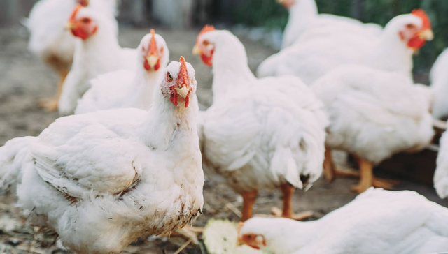 鸡肉股,A股,投资,消费,畜牧业