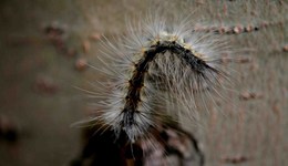 外來入侵物種管理辦法發(fā)布：任何單位和個人不得擅自引進外來物種