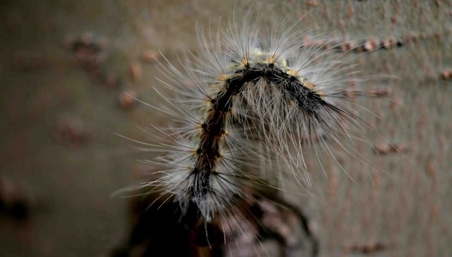 外来入侵物种管理办法发布：任何单位和个人不得擅自引进外来物种