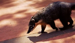 三部門：停止執(zhí)行《關于禁止野生動物交易的公告》