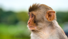 股價拐頭向下，“猴茅”昭衍新藥基本面有大變動？