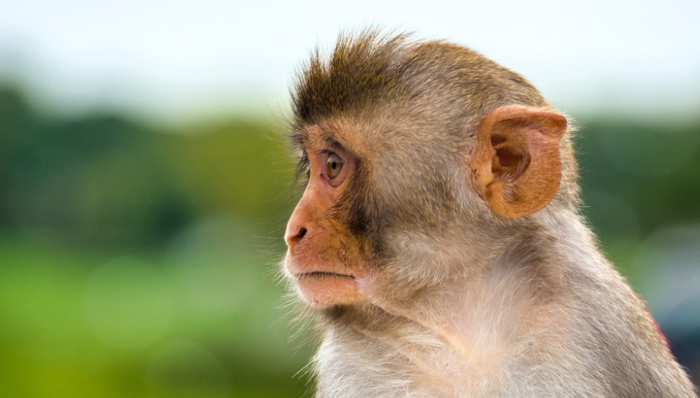 实验猴,股价,昭衍新药