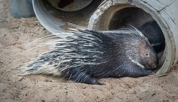 “禁野令”停止執(zhí)行，養(yǎng)殖戶仍在觀望