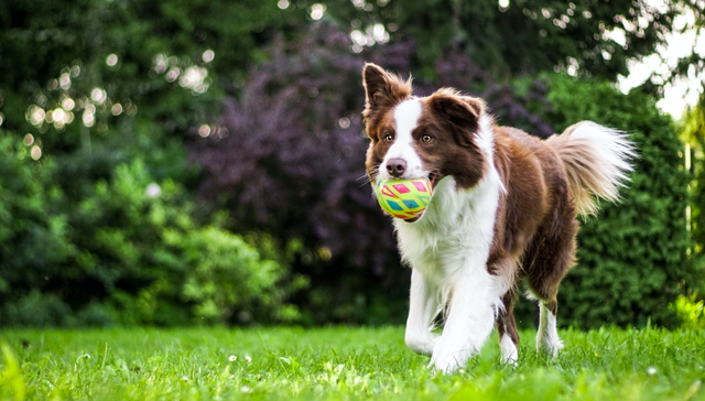 宠物狗,宠物培训,市场前景,复购率