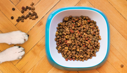 乖寶沖擊IPO， 寵物主糧“先手優(yōu)勢(shì)”能否撐住60億市值？