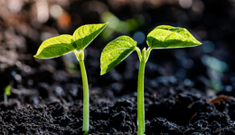 法治面 | 黑土地保护法从重打击盗挖黑土，罚款上限提至每立方米5000元