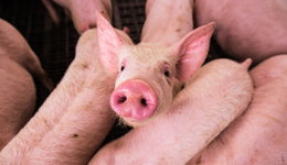 生猪养殖板块大涨，反弹还是反转？