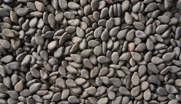 黑芝麻：营收低于预期，2个月后大幅扩产能顺利消耗吗？