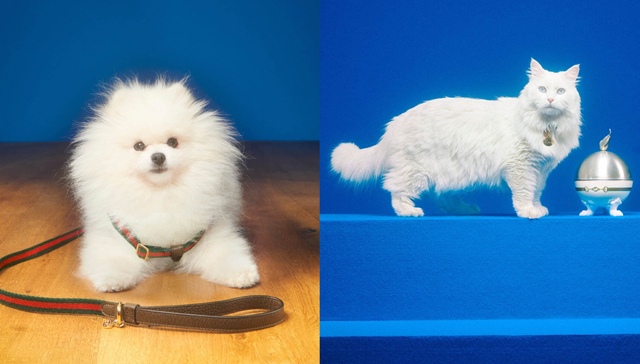 Off-White奶酪牛津鞋尽显摩登，古驰为萌宠打造梦幻系列｜是日美好事物