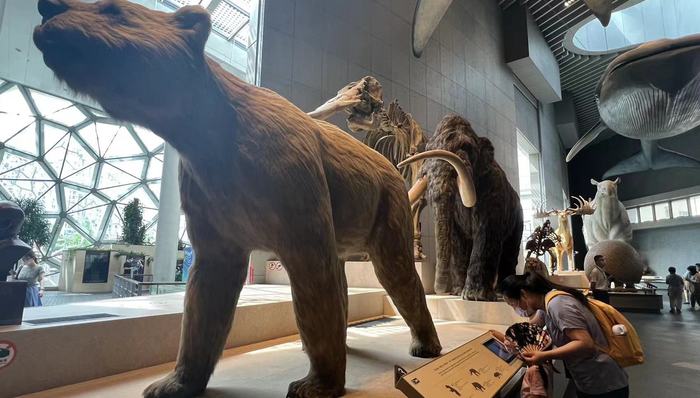 上海，博物馆，美术馆，展览馆,上海自然博物馆,浦东美术馆,恢复开放,疫情