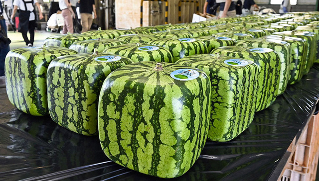 每周奇趣掠影 | 韩国失去第一大方便面消费国地位，日本天价西瓜上市
