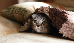 天貓京東大兵壓境，垂直寵物電商們還有未來嗎？